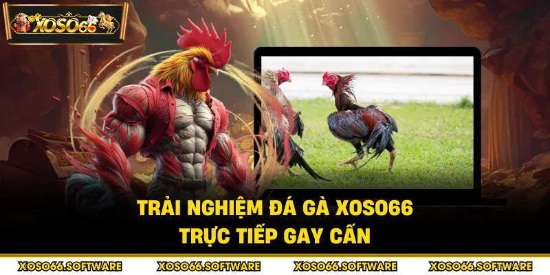 Trải nghiệm đá gà Xoso66 trực tiếp gay cấn